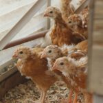 A group of chickens, five weeks old, cautiously peek around the corner at a Record reporter. (Photo by Kira Erickson/South Whidbey Record)