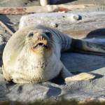 A Thanksgiving Day visitor to Mutiny Bay, this elephant seal from California didnt stick around for long. (Photo provided)
