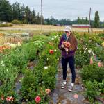 Emily Martins half-acre flower farm in bloom in August 2023. (Photo by David Welton)