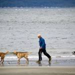 One of the many pet owners on Whidbey takes his dogs for a beach walk. (Photo by David Welton)