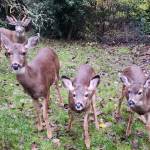 A family of South Whidbey deer pose for a photo. According to Ralph Downes from WDFW, every year more than 300 deer get hit by vehicles on Whidbey island. (Photo by Diane Jhueck)