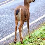 A South Whidbey deer ponders crossing the road. (Photo by Diane Jhueck)