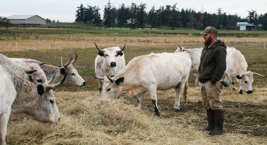 Kyle Flack hangs out with the cattle as they snack. Flack owns the farm with his wife, Paige Mueller. (Photo by Luisa Loi)