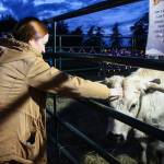 Brynn Brudge bonds with Moo Radley at the Christmas Village. (Photo by Luisa Loi)
