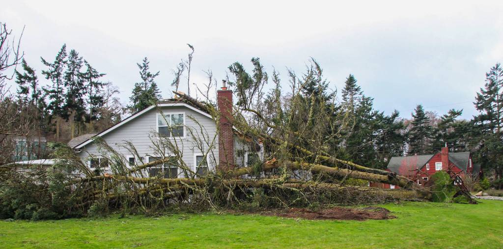The Peoples home was crushed by this large tree two years after they rebuilt the house following a fire. (Photo by Luisa Loi)