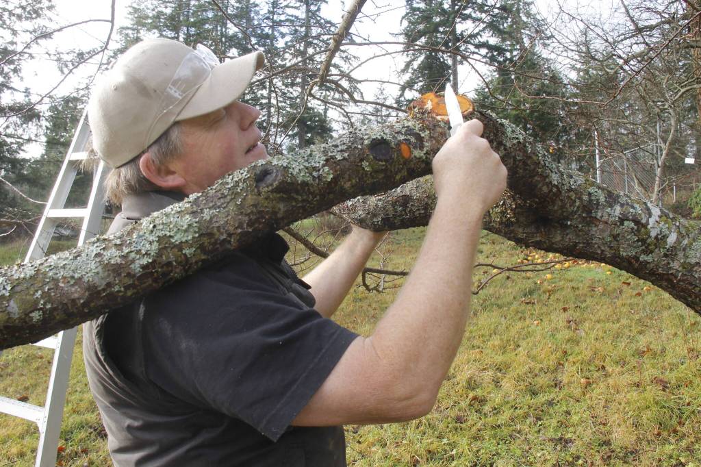 Dan Vorhis prunes a fruit tree at his farm with the Raider Creek pocketknife, which he invented. (Photo by Kira Erickson/South Whidbey Record)