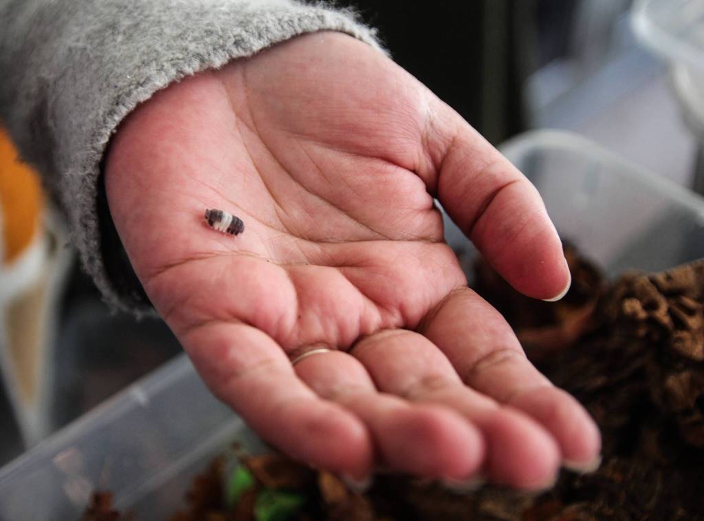 Narissa Jackson holds a panda king, her favorite isopod. (Photo by Luisa Loi)