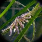 A juvenile sunflower sea star. (Photo by Tabitha Jacobs-Mangiafico)