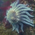 A spawning sunflower sea star in Coupeville. Sea stars will be the topic of the keynote speaker at this years Sound Waters University. (Photo by Tabitha Jacobs-Mangiafico)