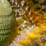 A macro view of a sunflower sea star shows its tube feet. (Photo by Tabitha Jacobs-Mangiafico)