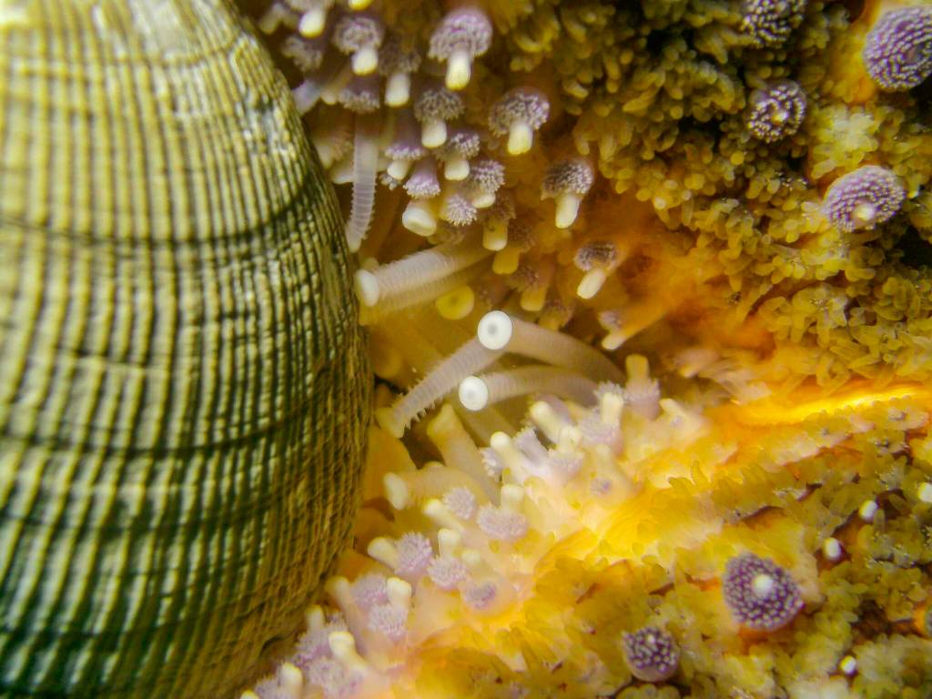 A macro view of a sunflower sea star shows its tube feet. (Photo by Tabitha Jacobs-Mangiafico)