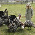 Saoirse Dunham, 6, feeds some grain to the turkeys at Sweetwater Farm. (Photo by Kira Erickson/South Whidbey Record)