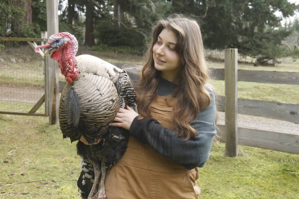 Heather Talley, illustrator of Thankful Harvest, holds a turkey at Sweetwater Farm. (Photo by Kira Erickson/South Whidbey Record)
