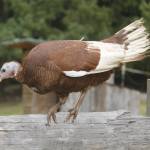 Lilac the turkey poses on the fence at Sweetwater Farm. (Photo by Kira Erickson/South Whidbey Record)