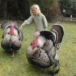 Saoirse Dunham, 6, pets two turkeys living on Sweetwater Farm. (Photo by Kira Erickson/South Whidbey Record)