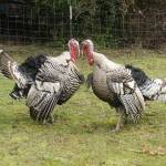 Turkeys Thunder and Lightning Bolt at Sweetwater Farm. (Photo by Kira Erickson/South Whidbey Record)