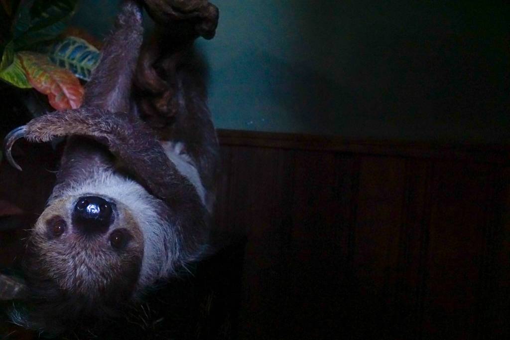 One of many sloths at Northwest Wildlife Sanctuary. (Photo by Sam Fletcher)