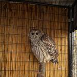 A bard owl at Northwest Wildlife Sanctuary. (Photo by Sam Fletcher)