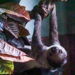 A sloth hangs upside down in an enclosure at Northwest Wildlife Sanctuary. (Photo by Sam Fletcher)