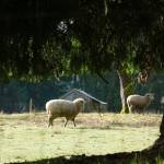 Sheep now live on Carl Weathers former Clinton ranch, which he owned from 1994-2002. (Photo by Sam Fletcher)
Sheep now live on Carl Weathers former Clinton ranch, which he owned from 1994-2002. (Photo by Sam Fletcher)