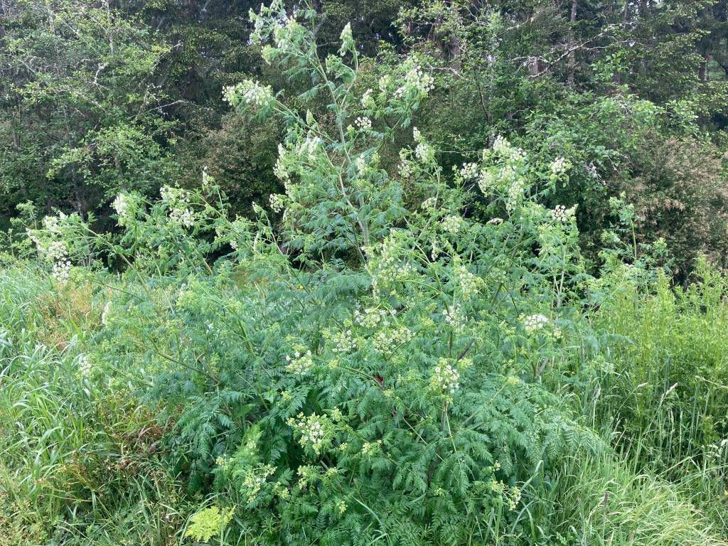Poison hemlock, which pops up in the springtime, attacks the respiratory system and is harmful to humans and livestock. (Photo courtesy of Seth Luginbill)