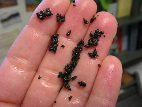 While large numbers of New Zealand mud snails havent been spotted on Whidbey Island, the Washington Department of Fish & Wildlife moniters for them. (Photo courtesty of the WDFW)