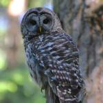 A barred owl sits on a post in a Coupeville yard. (Photo courtesy of Martha Ellis)