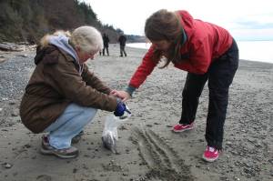 Citizen science volunteers Beverly Yoshioka, at left, and Britt McKenzie, at right, scoop up sand in hopes to find forage fish eggs in the samples. (Photo by Luisa Loi)