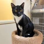 Photo submitted
Billy the Kid is an adoptable cat at the WAIF animal shelter.