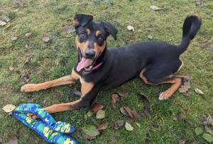 Photo submitted
Piper the happy puppy is looking for a good home.
