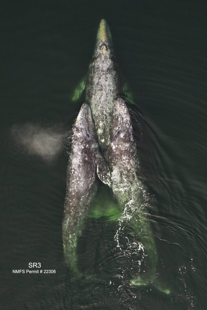 From left, Sounders CRC-356 (Carson), CRC-723 (Lucyfer) and CRC-383 (Cascade) gather together. (Photo by SR3)