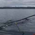 A researcher applies a sensory tag to Lucyfer. (Photo provided by Cascadia Research Collective)