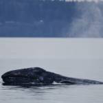 North Puget Sound Sounders gray whale CRC53 Little Patch shows his face. (Photo by Serena Tierra/Orca Network)