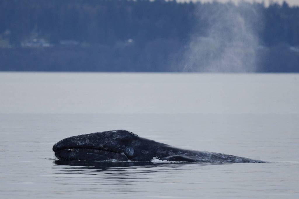 North Puget Sound Sounders gray whale CRC53 Little Patch shows his face. (Photo by Serena Tierra/Orca Network)