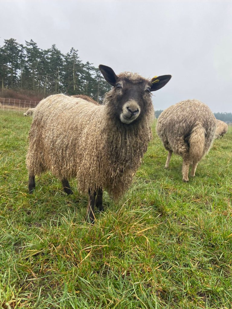 Sheep bear the winter at Bells Farm. (Photo courtesy of Bells Farm)