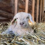 A sheep sits in Bells Farm. (Photo courtesy of Bells Farm)