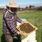 Bruce Eckholm displays some lively bees despite some cold weeks this winter. (Photo by Sam Fletcher)