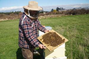 Bruce Eckholm displays some lively bees despite some cold weeks this winter. (Photo by Sam Fletcher)