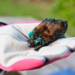 Bat rehabilitator Meg Lunnum holds a big brown bat. All of the seven bats released at Deception Pass Sate Park were painted with green tattoo ink to recognize them in case they returned to Tom Rieckens house. (Photo by Luisa Loi)