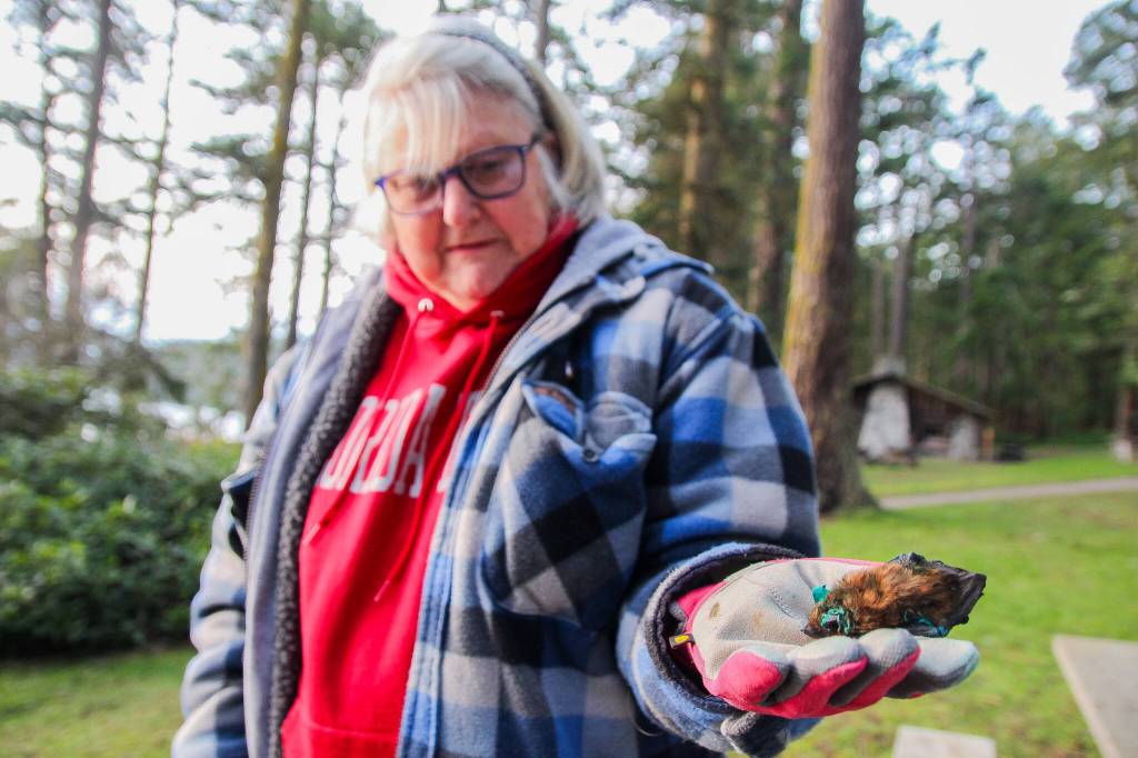 Bat Rehabilitator Meg Lunnum holds a bat before releasing it by Cranberry Lake. The bat is one of seven big brown bats that infested the home of Tom Riecken and his wife Mackenzie Powell. (Photo by Luisa Loi)
