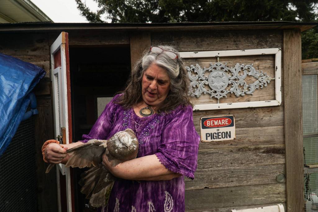 Oak Harbor resident Laurie Monical shows her most recent giant runt pigeon, Kahlua. (Photo by Sam Fletcher)
