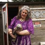 Oak Harbor resident Laurie Monical shows her most recent giant runt pigeon, Kahlua. (Photo by Sam Fletcher)