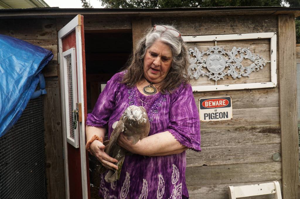 Oak Harbor resident Laurie Monical shows her most recent giant runt pigeon, Kahlua. (Photo by Sam Fletcher)
