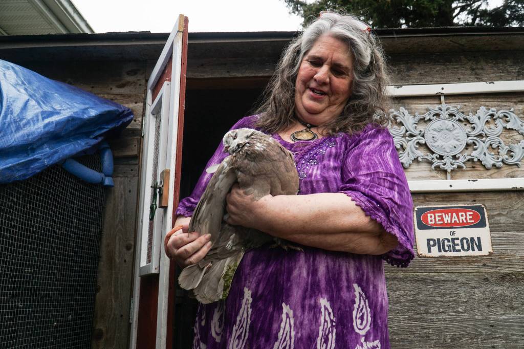 Oak Harbor resident Laurie Monical shows her most recent giant runt pigeon, Kahlua. (Photo by Sam Fletcher)