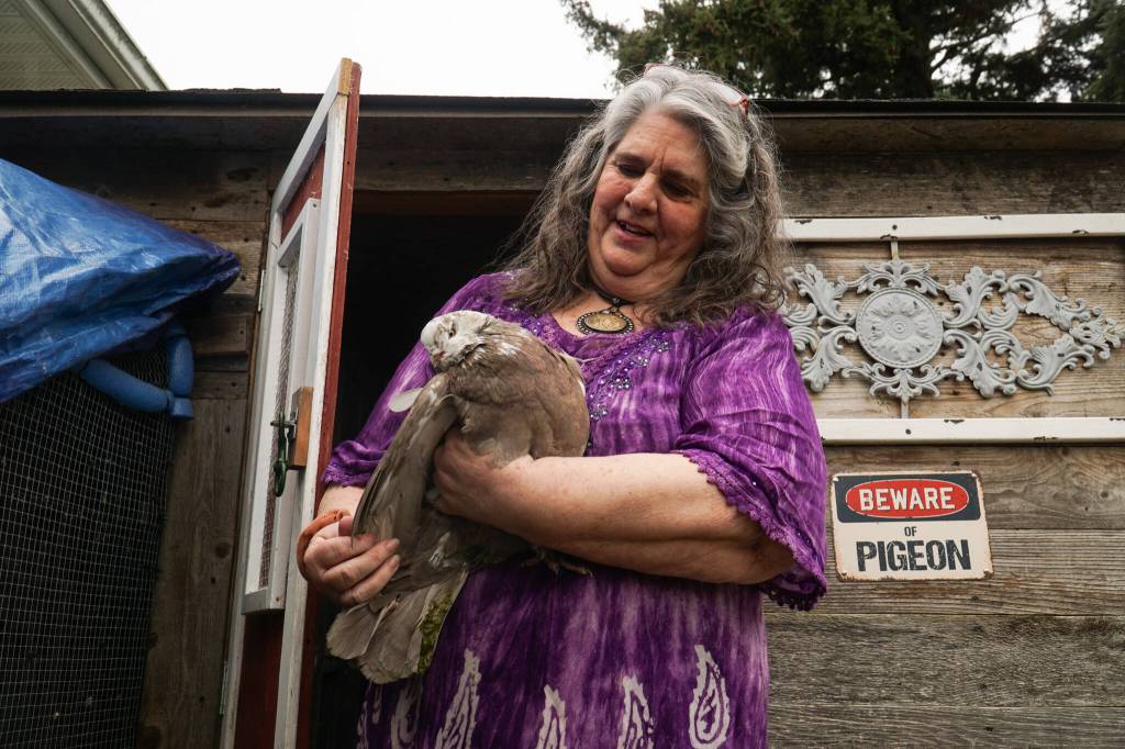 Oak Harbor resident Laurie Monical shows her most recent giant runt pigeon, Kahlua. (Photo by Sam Fletcher)