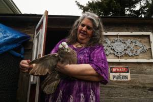 Photo by Sam Fletcher
Oak Harbor resident Laurie Monical shows her most recent giant runt pigeon, Kahlua.