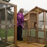 Photo by Sam Fletcher
Oak Harbor resident Laurie Monical opens the coop of her King pigeons, which raise the offspring of her giant runt pigeons.