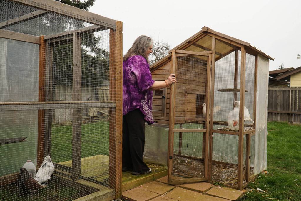 Photo by Sam Fletcher
Oak Harbor resident Laurie Monical opens the coop of her King pigeons, which raise the offspring of her giant runt pigeons.