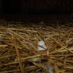 Photo by Sam Fletcher
The giant runt pigeons eggs likely wont hatch until warmer weather.