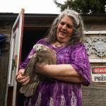 Oak Harbor resident Laurie Monical shows her most recent giant runt pigeon, Kahlua. (Photo by Sam Fletcher)